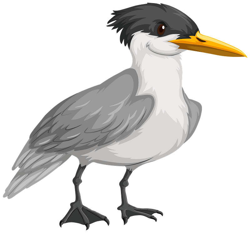 Gull