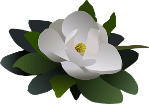 Single White Magnolia Flower