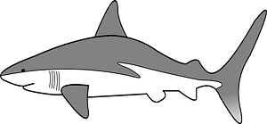 Simple Shark - Black and White