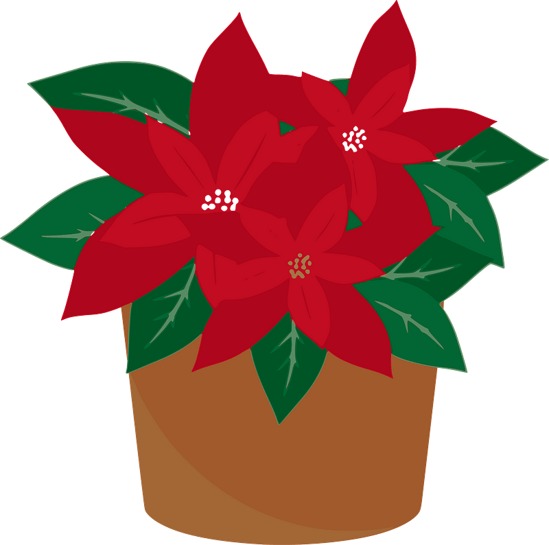 Poinsettia Plant in a Brown Pot