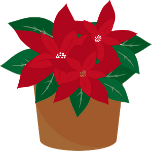 Poinsettia Plant in a Brown Pot