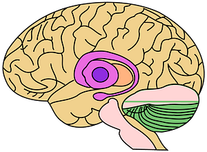 Brain Model