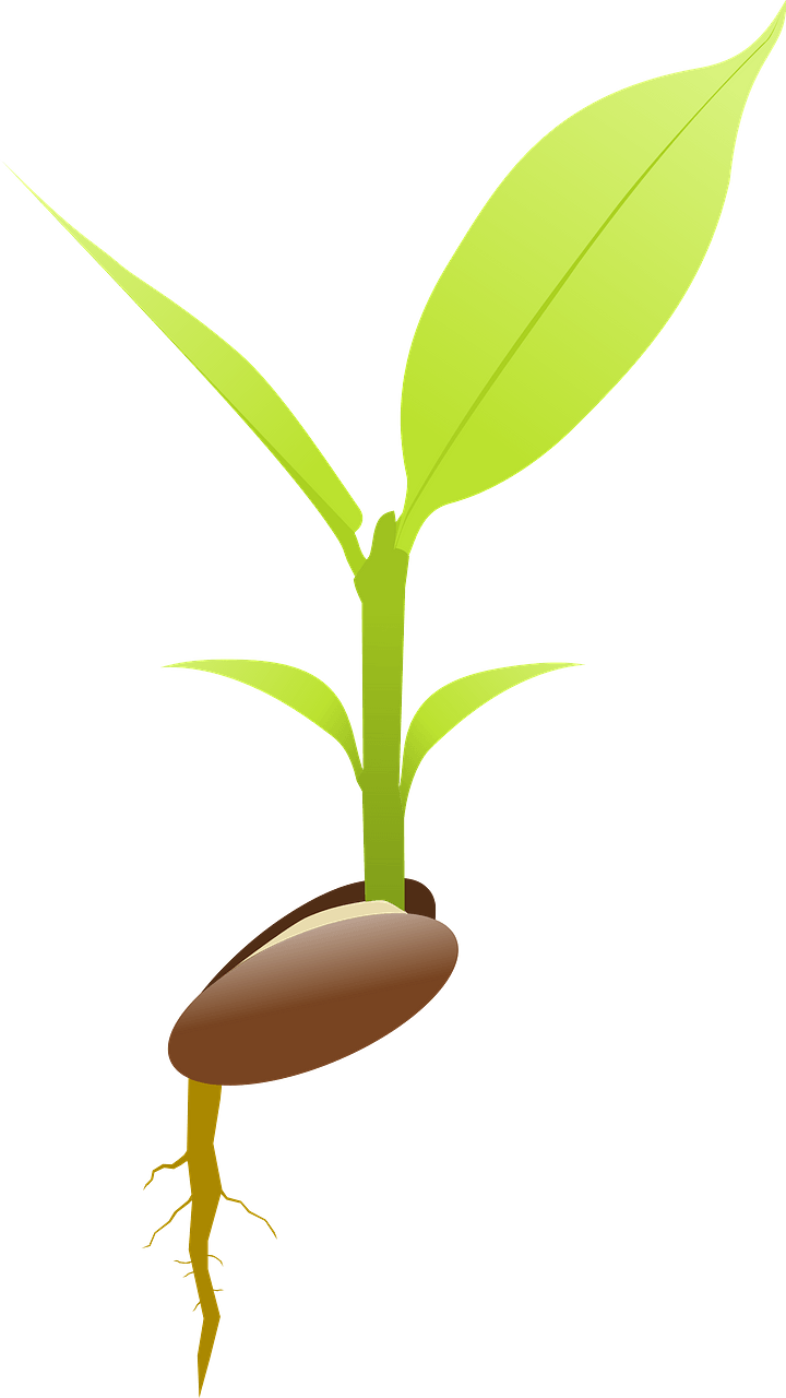 Seed Germinating