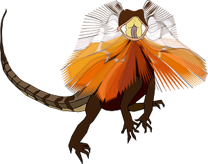 Frill-necked Lizard