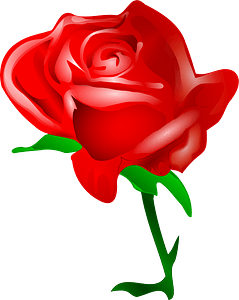 Red Rose on the Stem