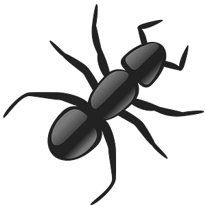 Ant
