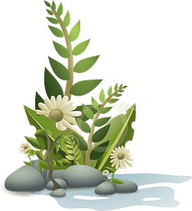 Plants Pebbles and Flowers