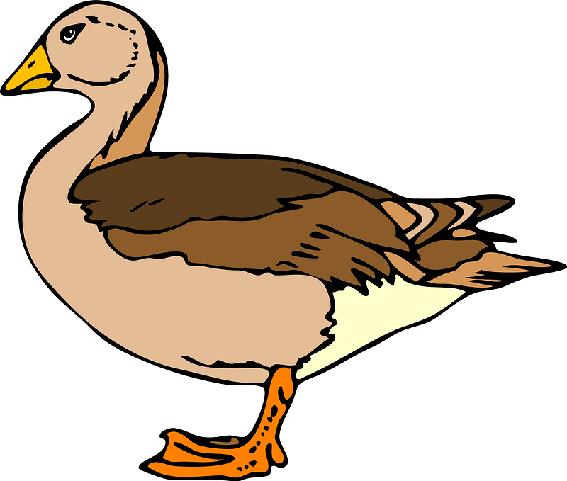 Ducks