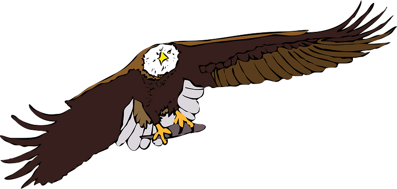 Bald eagle
