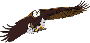 Bald eagle