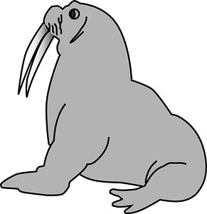 Walrus