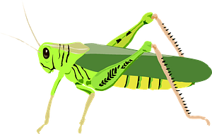 Cricket