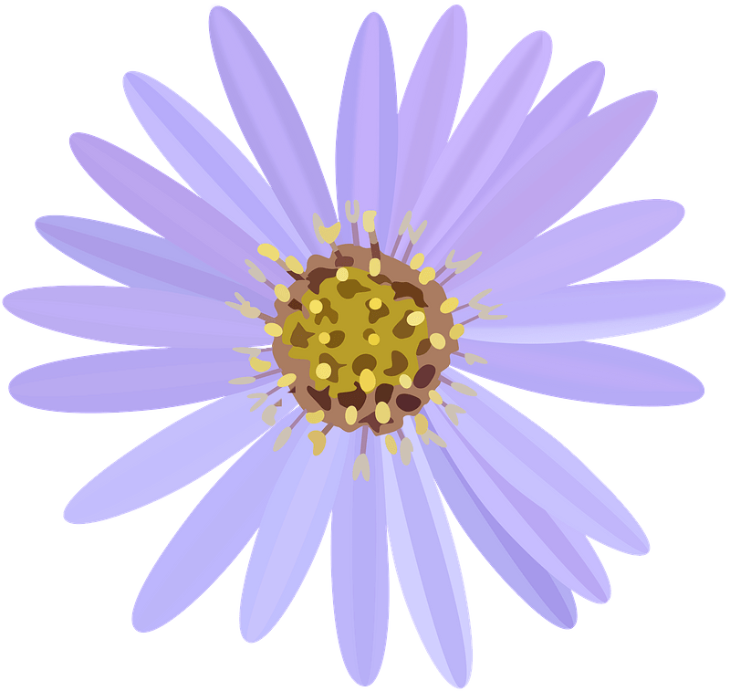 Purple Daisy