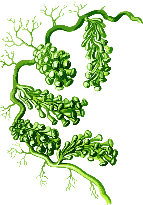 Caulerpa Racemosa Lores - Seaweed