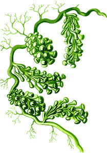 Caulerpa Racemosa Lores - Seaweed