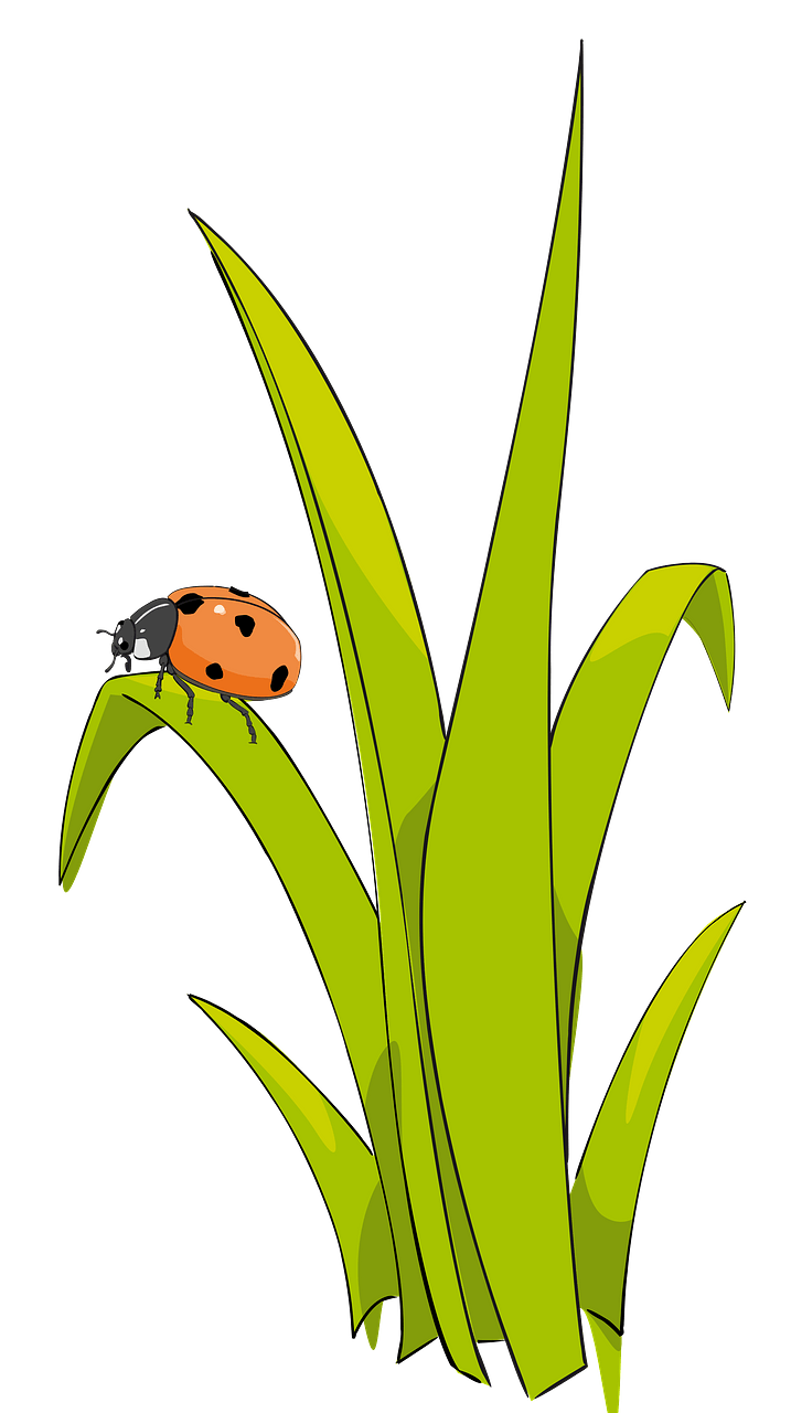 Ladybird on Blade of Grass