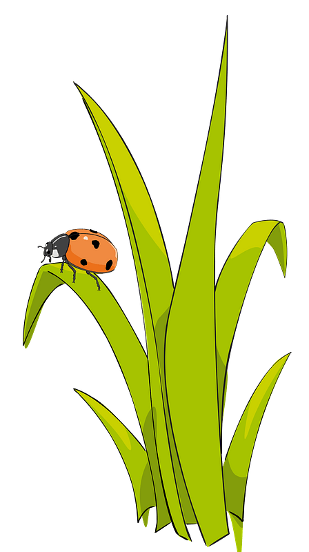 Ladybird on Blade of Grass