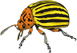 Colorado Beetle