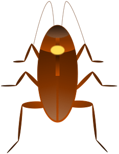Cockroach