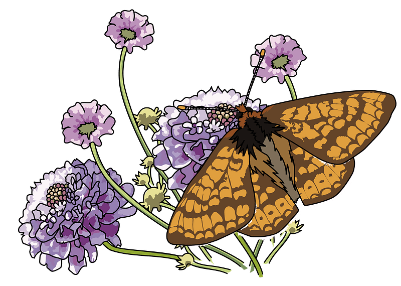 Orange Butterfly on Purple Flowers