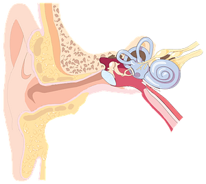 Ear Anatomy