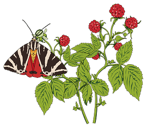 Butterfly on a Raspberry Plant