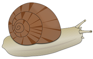 Snail