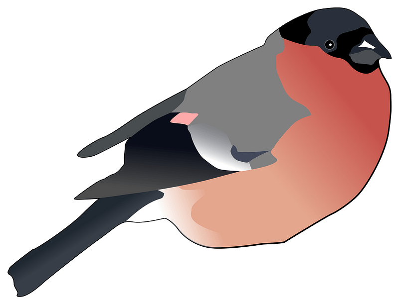 Eurasian Bullfinch