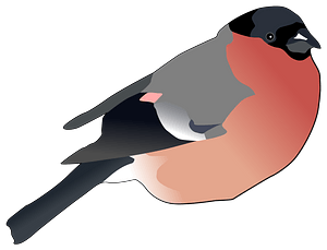 Eurasian Bullfinch