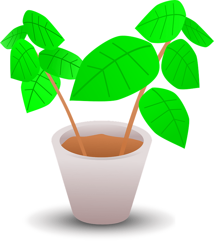 Green Plant in a White Pot
