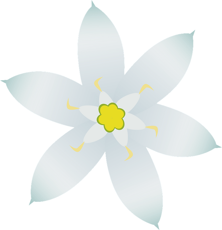 White Star of Bethlehem Flower