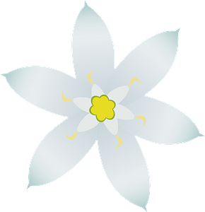 White Star of Bethlehem Flower