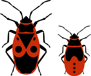 Firebug and His Nymph