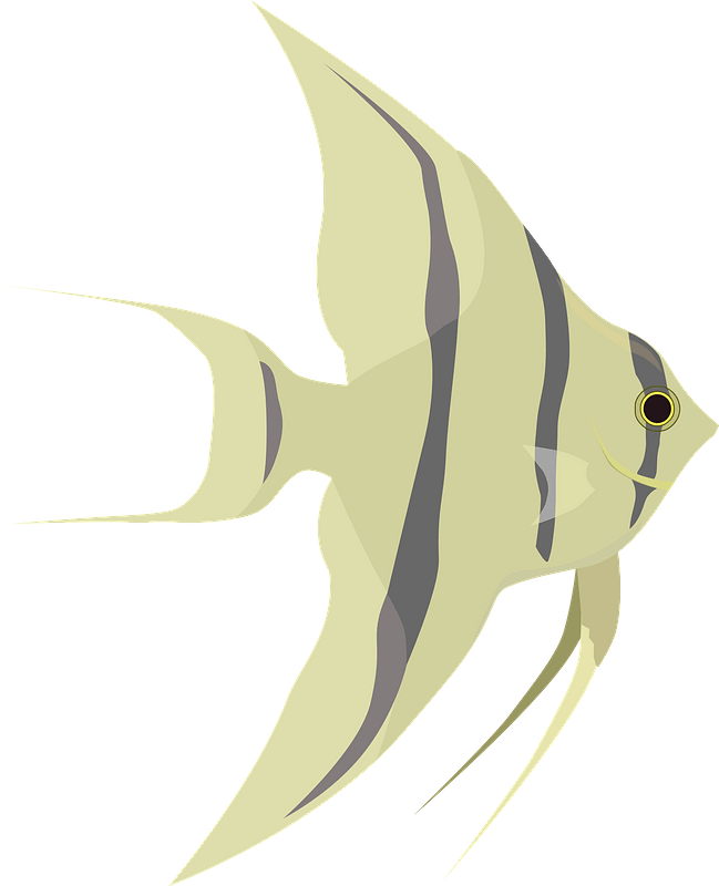 Angelfish