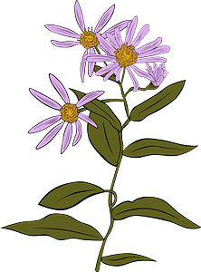 Purple Aster