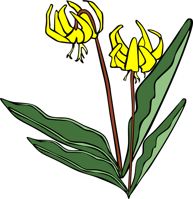 Erythronium Grandiflorum - Glacier Lily