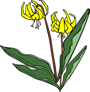 Erythronium Grandiflorum - Glacier Lily