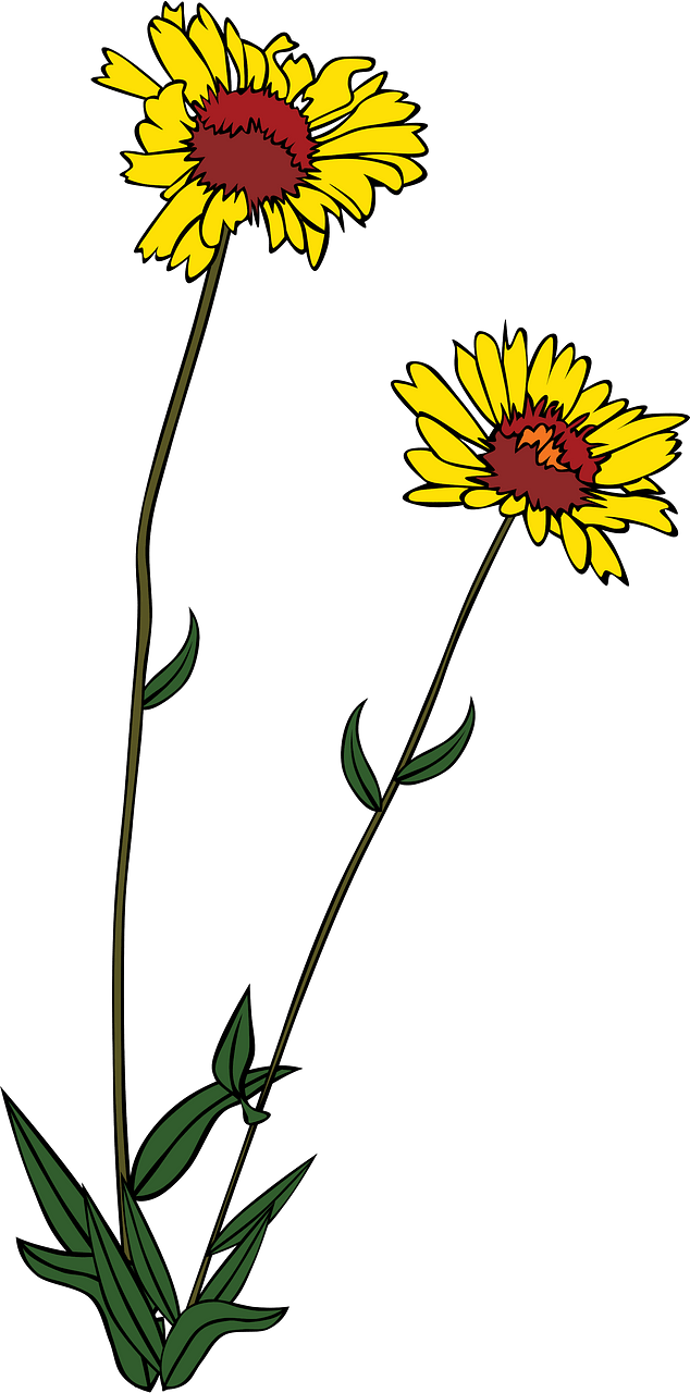 Gaillardia Aristata - Blanketflower of Sunflower Family
