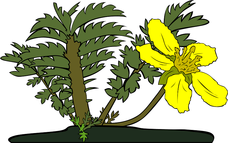 Potentilla Anserina - Silverweed