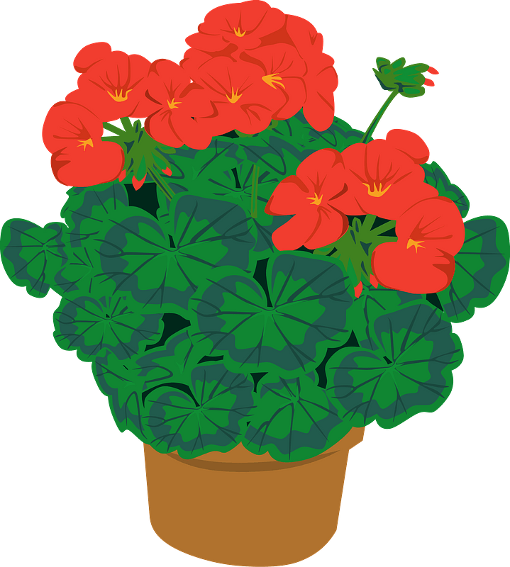 Geramium in a Pot
