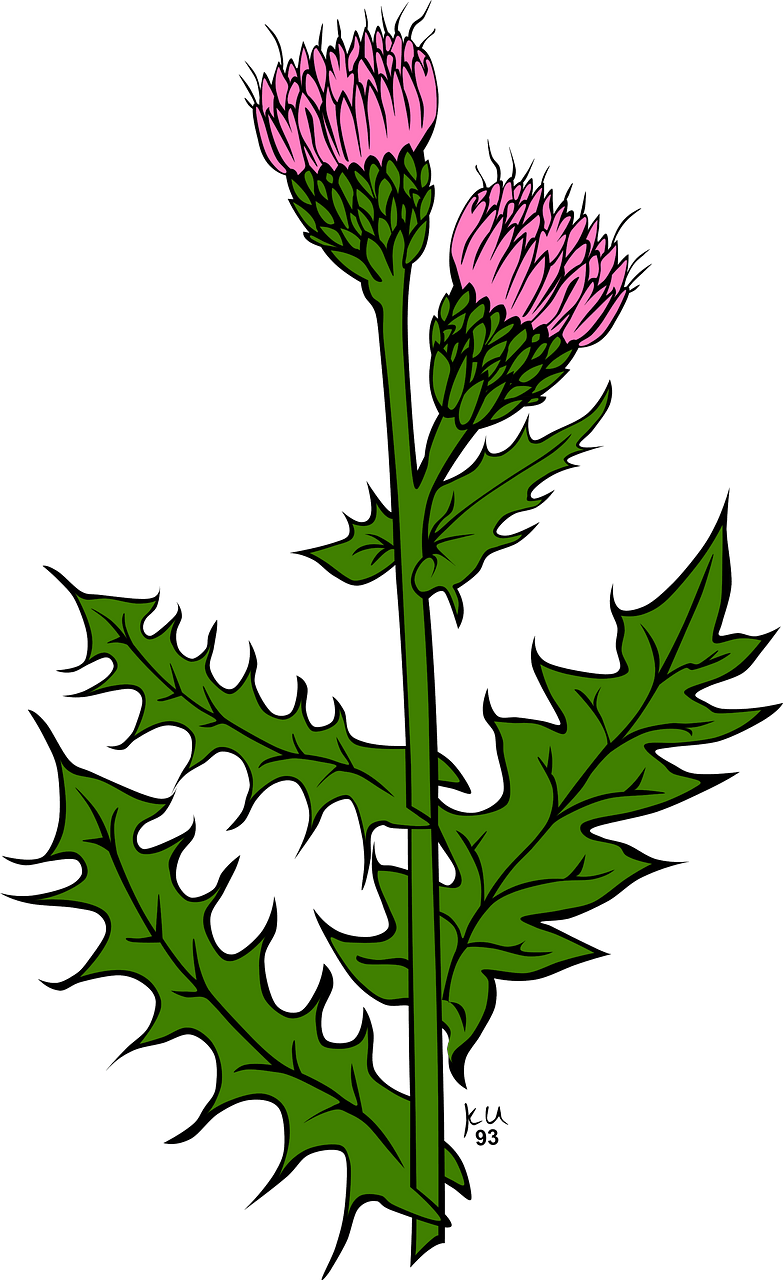 Pink Canada Thistle