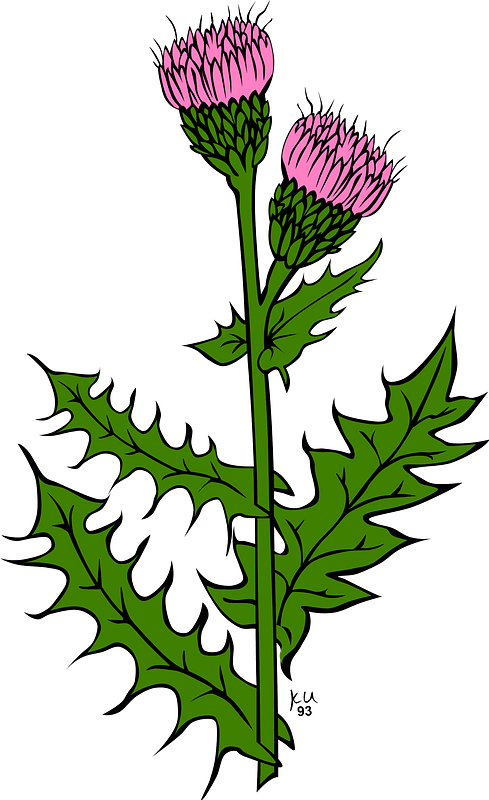 Pink Canada Thistle