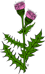 Pink Canada Thistle