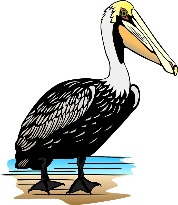 Pelican