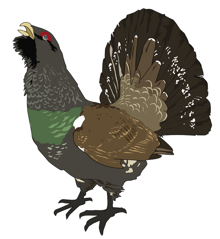Large Wood Grouse