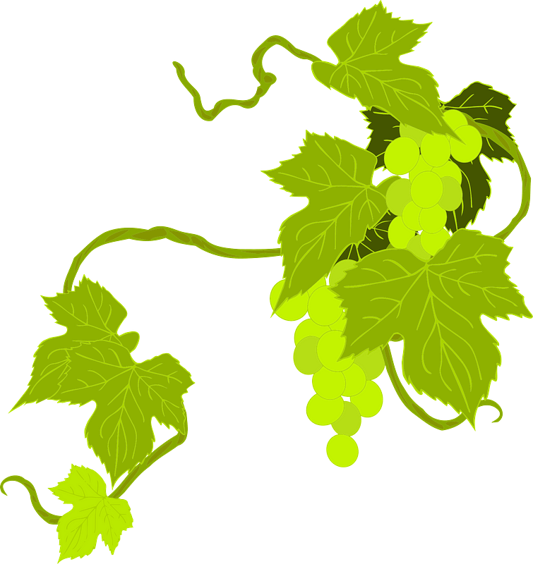 Grapes Illustration