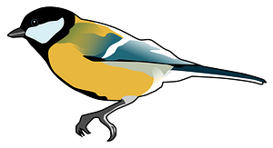 Great Tit