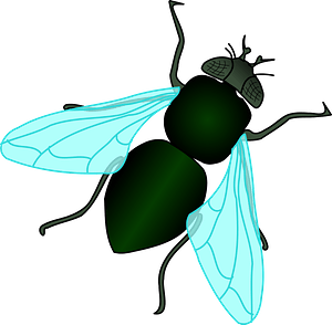 Green House Fly