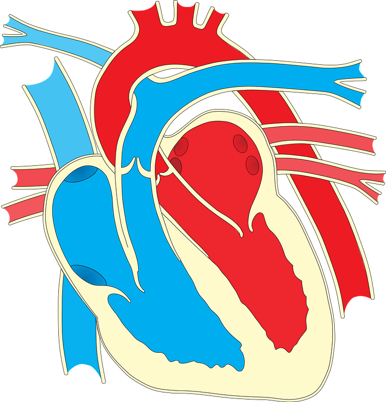 Heart Diagram Without Labels