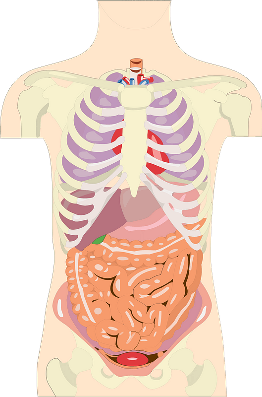 Human Organs in the Torso